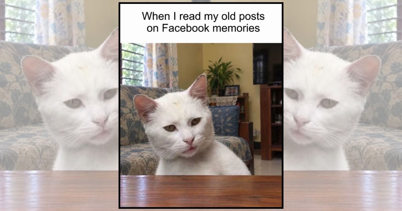 A Wholesome Collection of Funny Cat Memes for Soft Heats in Need of Feline Comfort