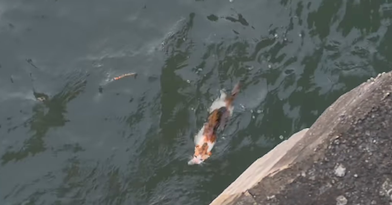Kitty falls down from the docks, swims struggling to go back to shore, and kind hoomans go out of their way to rescue him and bring it back to firm land