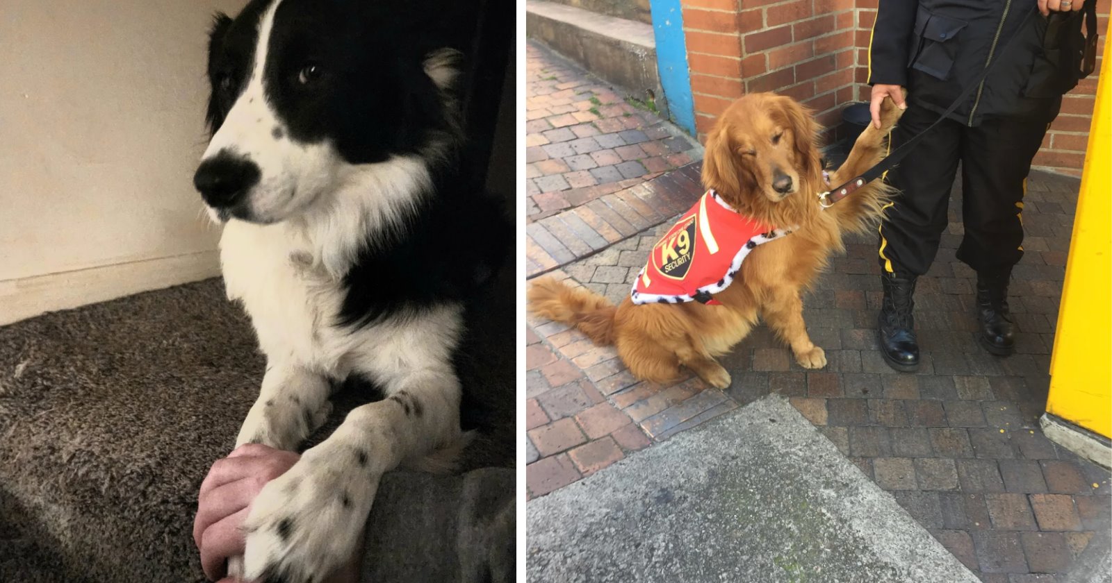 Dogs Have Found the Sweetest Way to Keep Their Favorite Hoomans Close and It Involves One Little Paw