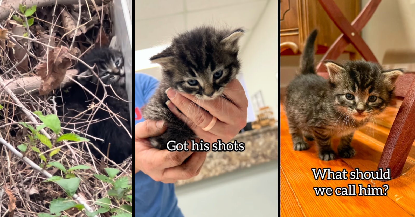 Neighbors hear a crying kitten in someone’s garden, they rescue him before it gets too cold and starts raining, and take him home to foster him until finding him a furever home: ‘We get to spoil this little guy’