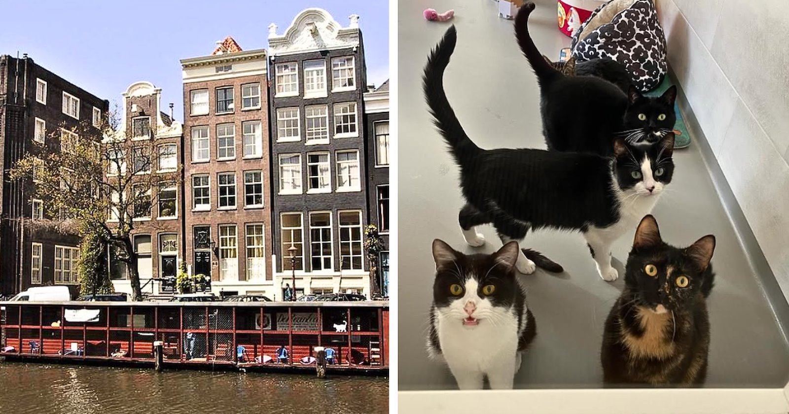 The Story Behind Amsterdam’s Floating Cat Shelter, Where Rescued Cats Find a Home on the Water