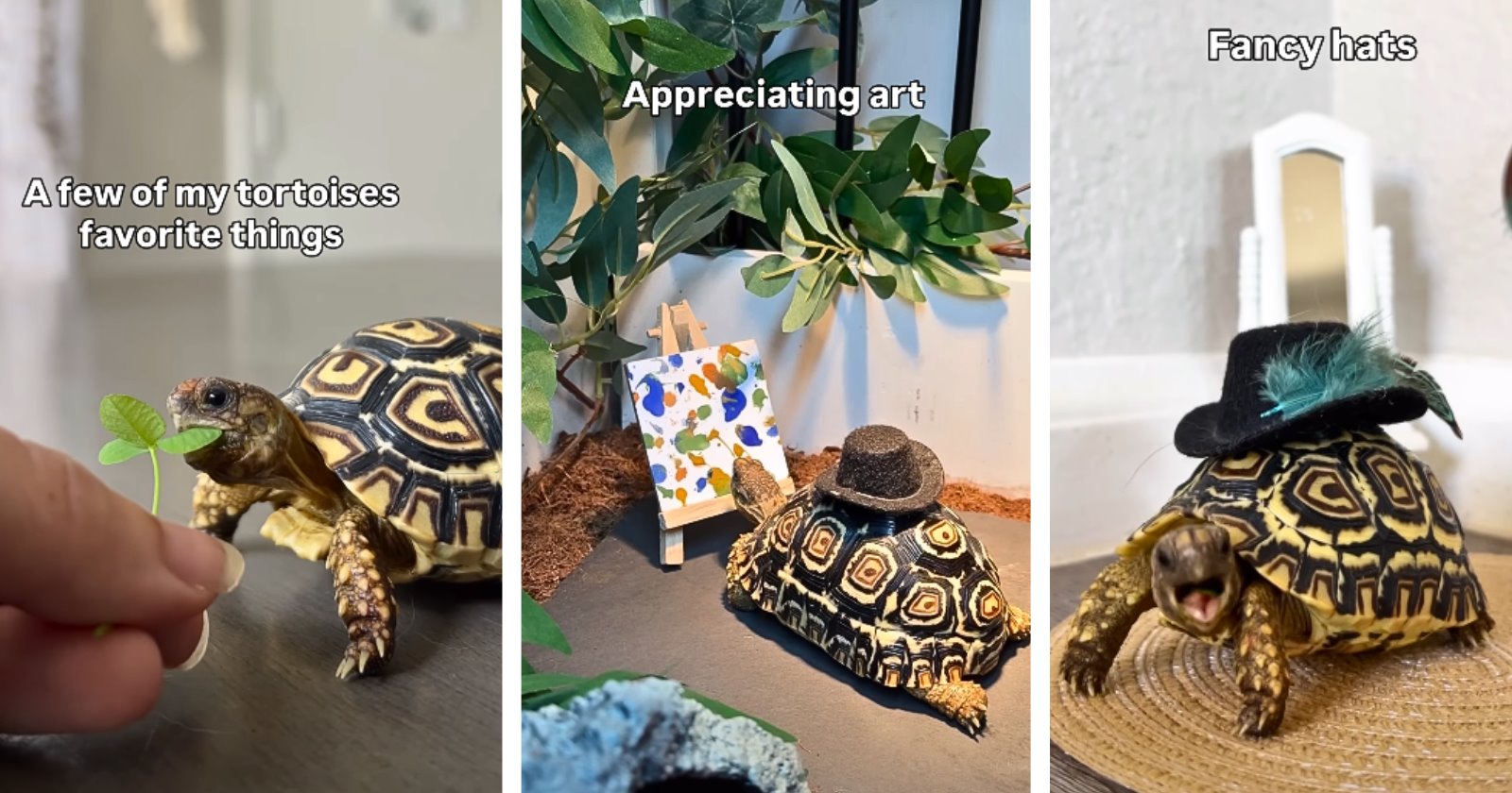 Baby tortoise paints tiny masterpieces and wears a dinosaur sweater as ...