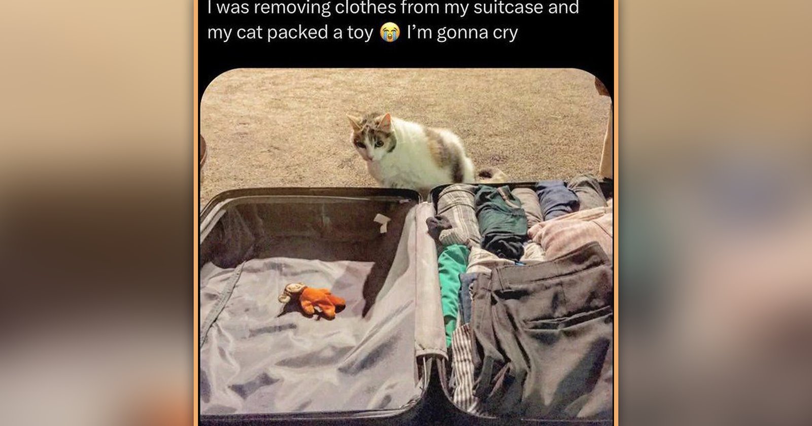 25 Peaceful Cat Memes of Sunbeam Soaking and Purrfect Serenity