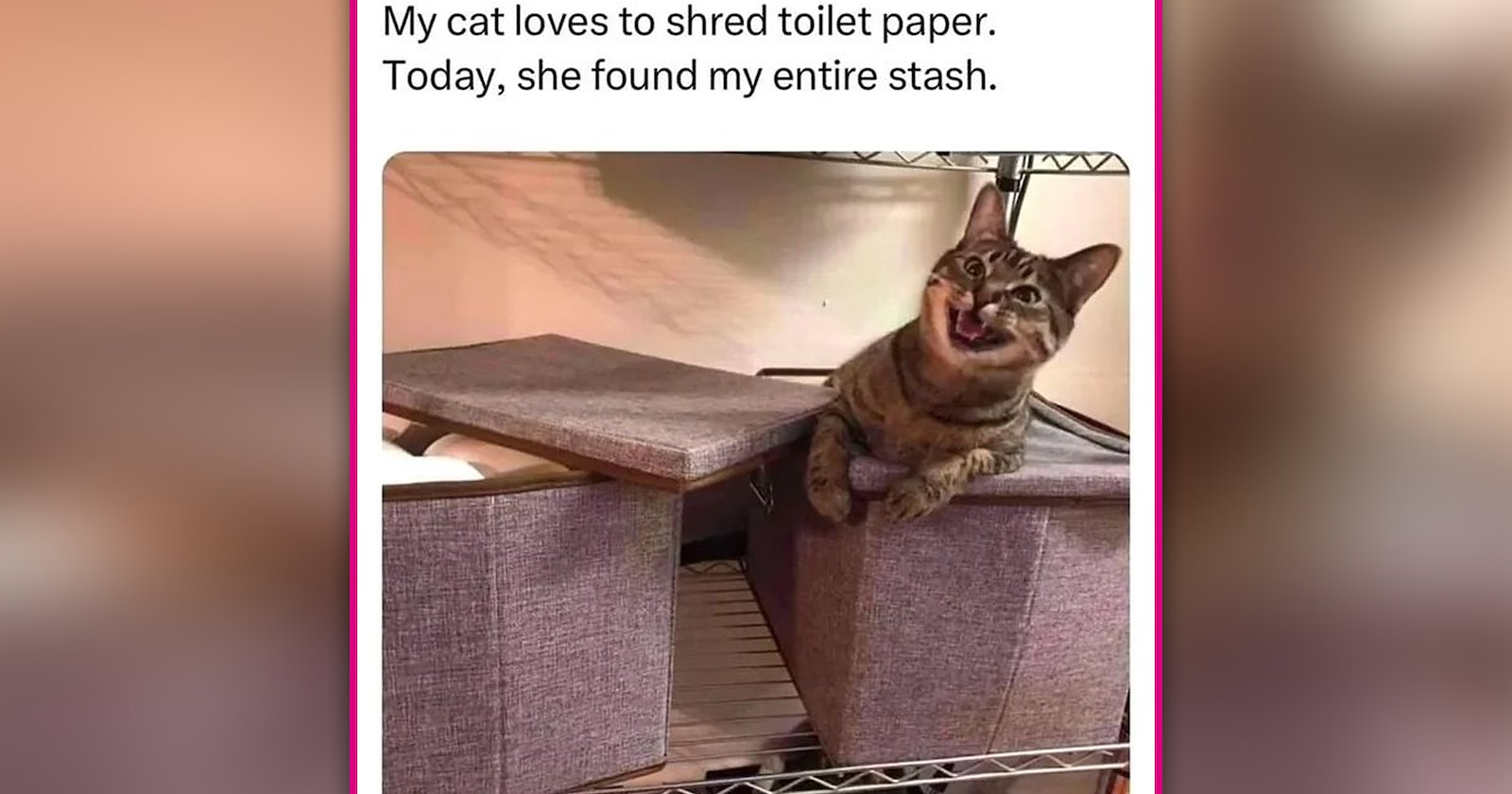 25 Cat Coffee Memes to Pour a Little Laughter Into Your Cozy Cup