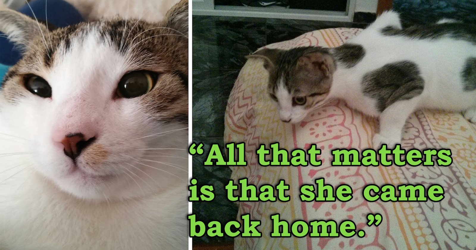 'She walked right into my arms': I thought I'd lost my newly adopted kitten forever, then she came home 24 hours later in a moment I'll never forget