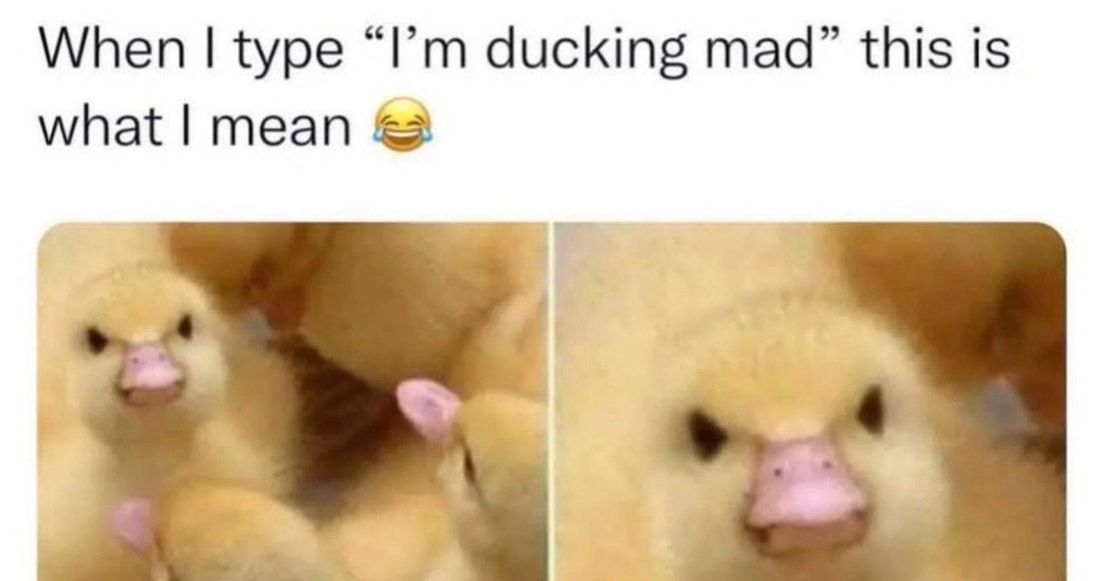 24 Sassy Animal Memes to Send to Your Work Bestie When They’re Nearing ...