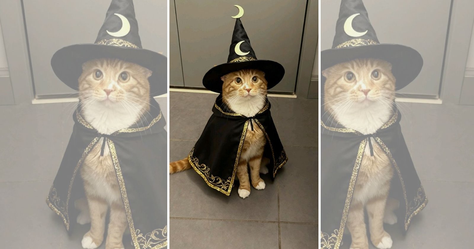 ‘Happy Meowloween!’: 22 Cats in Halloween Costumes Ready for a Spooktacular Party