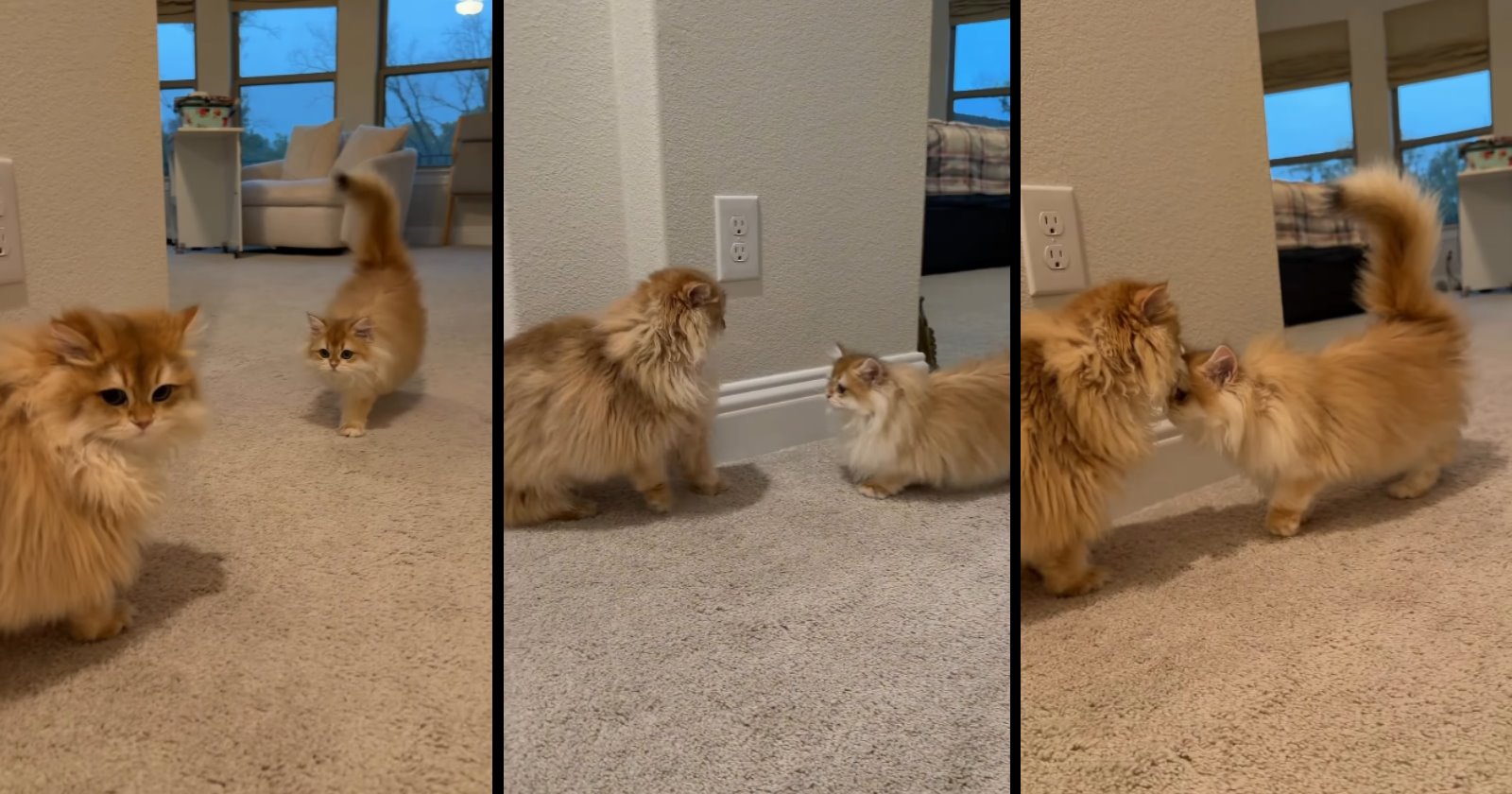 Two wholesome orange fluffy felines have a meet-cute worthy on an enemies-to-lovers movie: ‘Copper was not a fan of the new girl’