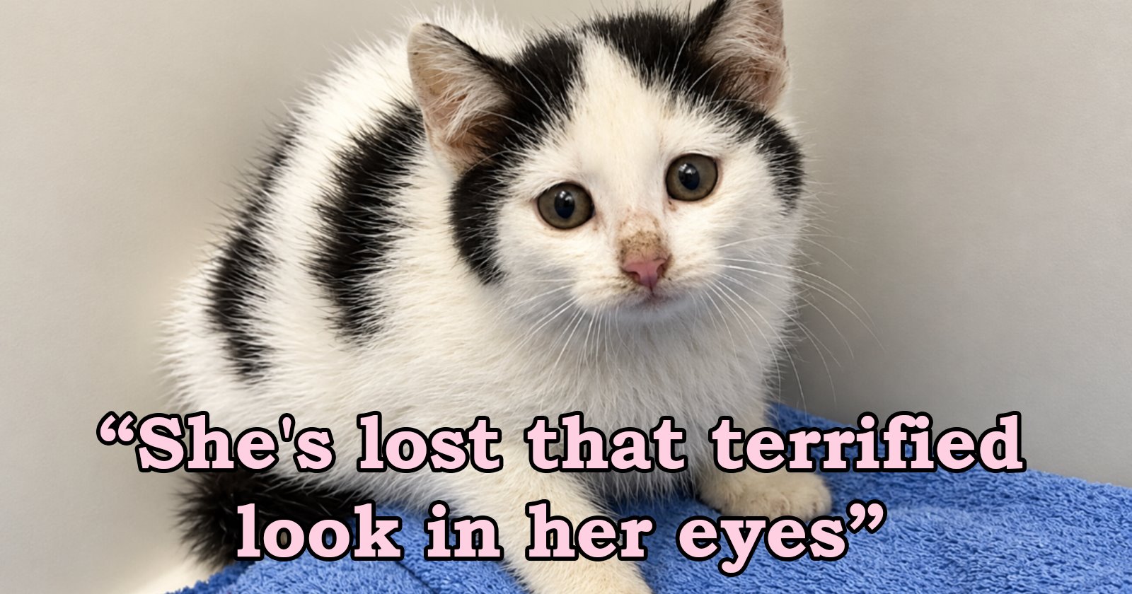 Person adopts the most terrified kitten in the shelter, and after months of careful trustbuilding, she finally lets herself be petted and purrs: ‘[She was] trying to make herself as small as possible’