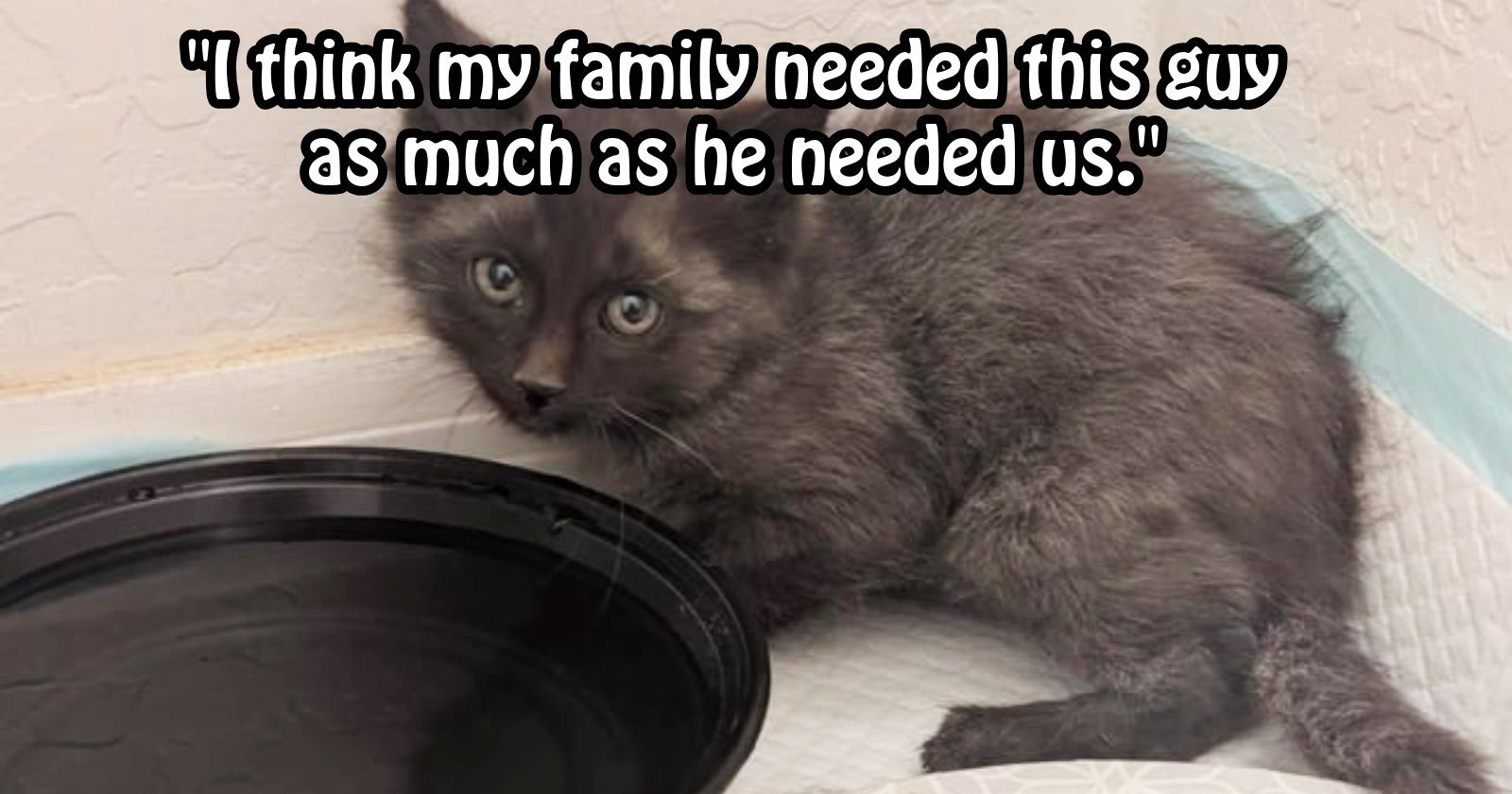 Wobbly kitten spotted struggling to cat in family garden given furever home safe from circling predators