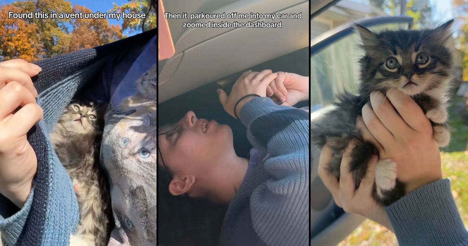 Stray Kitten Rescued From a Vent Under a House Parkours Into a Car and Wedges Himself Inside the Dashboard, Has to Be Re-Rescued, and Sparks Hilarious Responses From Online Cat Community