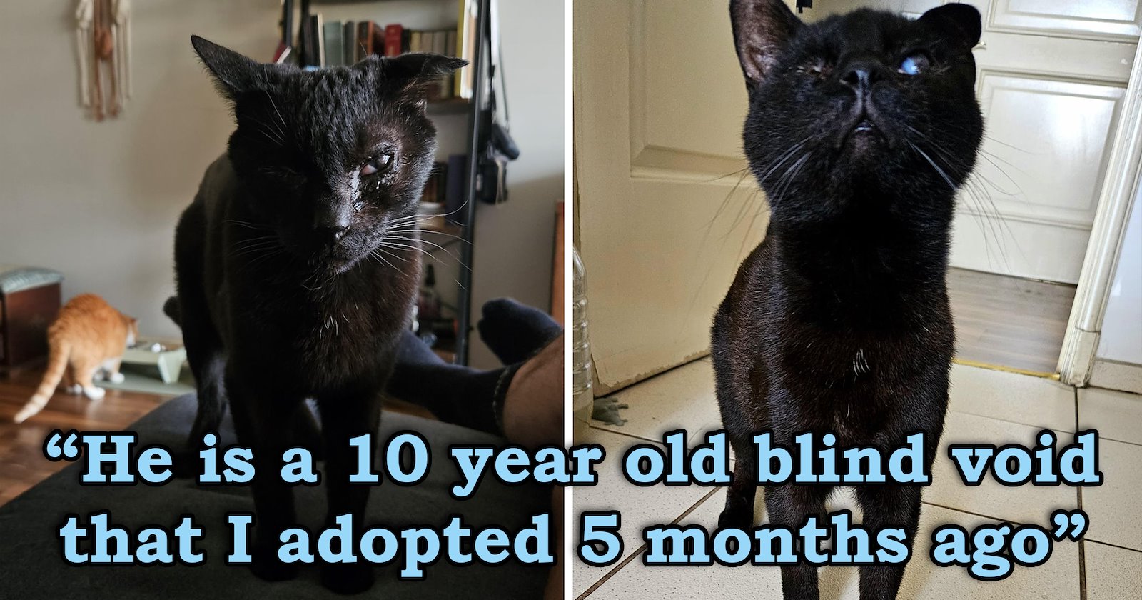 After spending a year on the streets then 9 years in a shelter, this senior 10-year-old blind void finally finds his furrever home: 'He will spend the rest of his life in a warm home'