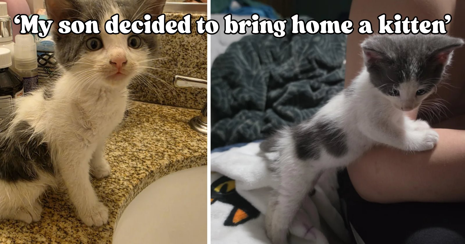 Fifth grader goes to a Halloween event and surprises his parent with a kitten instead of candy