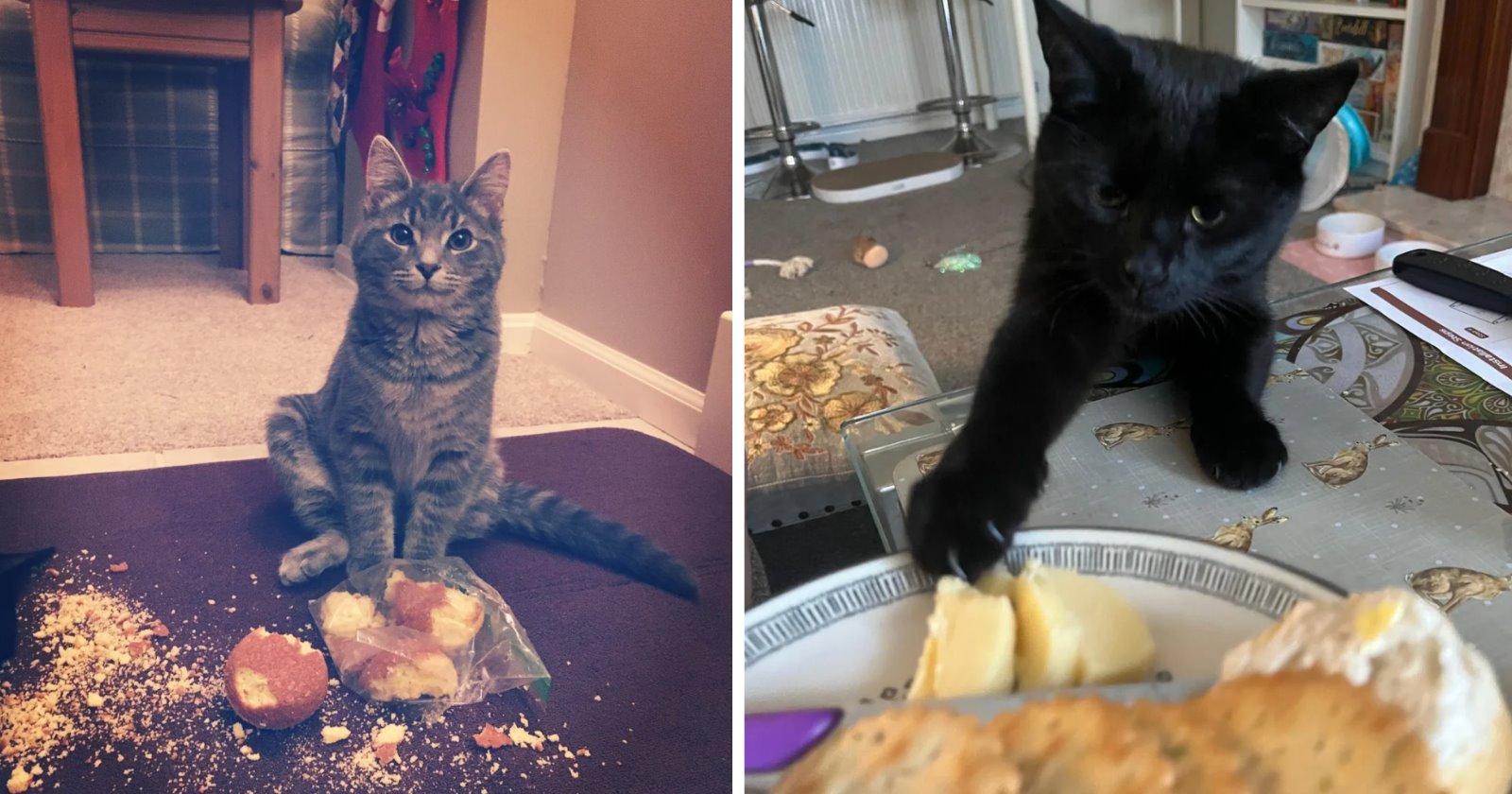 These Sneaky Cats Are Making a Career Out of Grand Theft Tuna