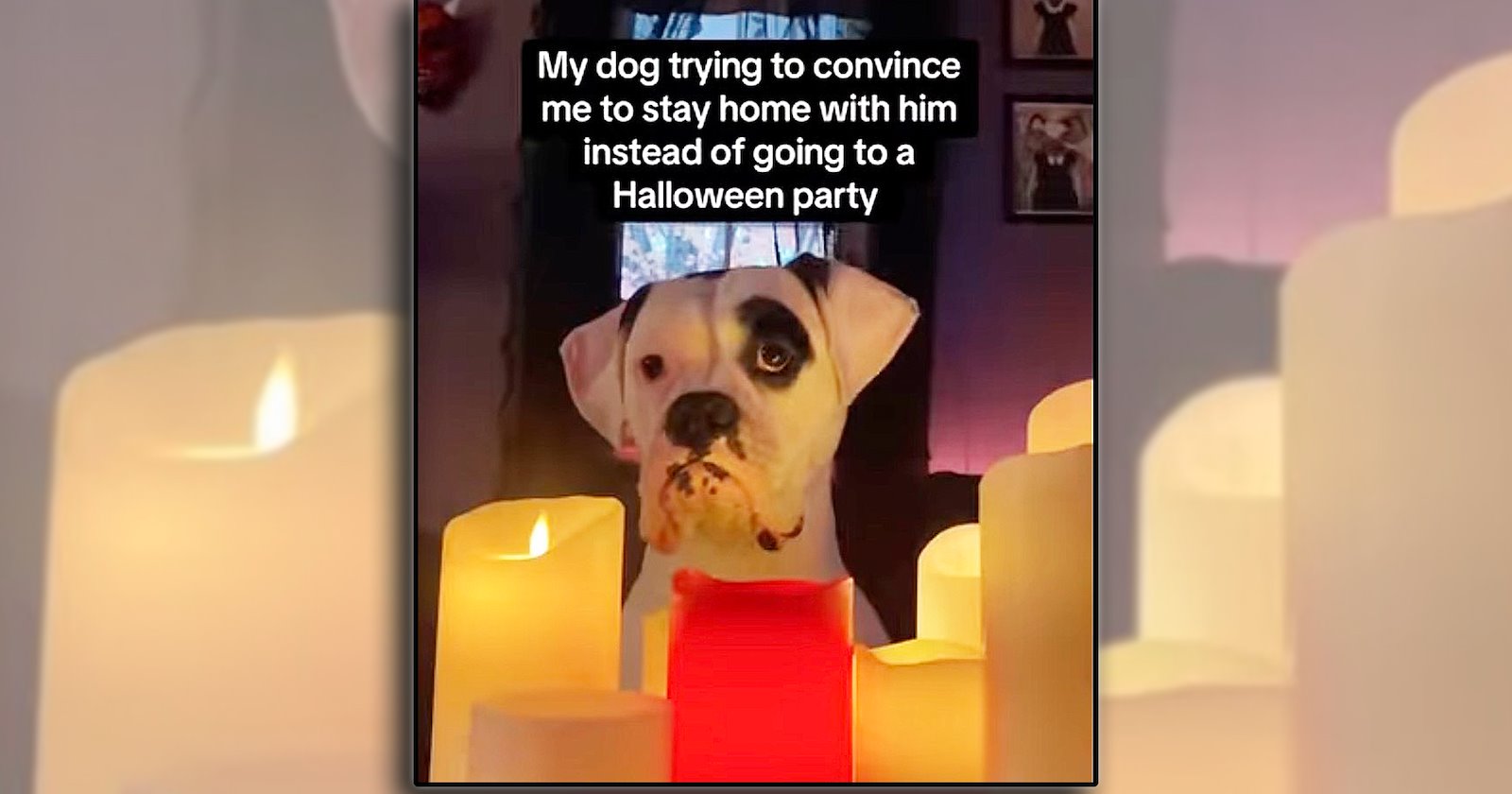 'Happiness is a warm puppy': Animal laughs and joys for a happy brain to give your spooky midweek slump a silly paw pick-me-up (October 28, 2026)