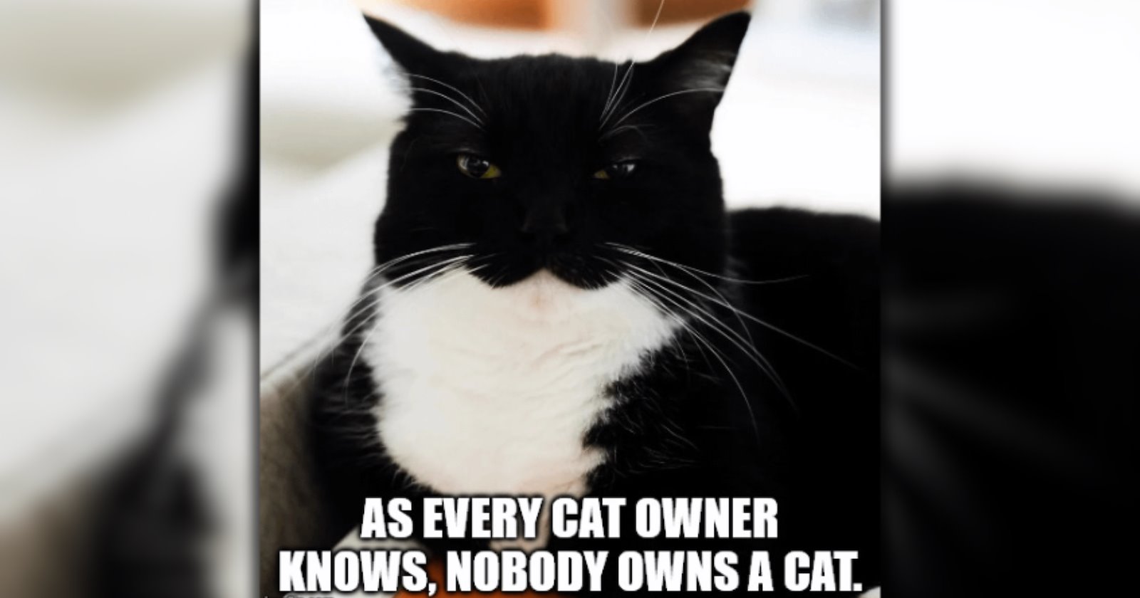26 Cute Cat Memes to Fall Into the Sweet Spooky Season With (October 28, 2026)