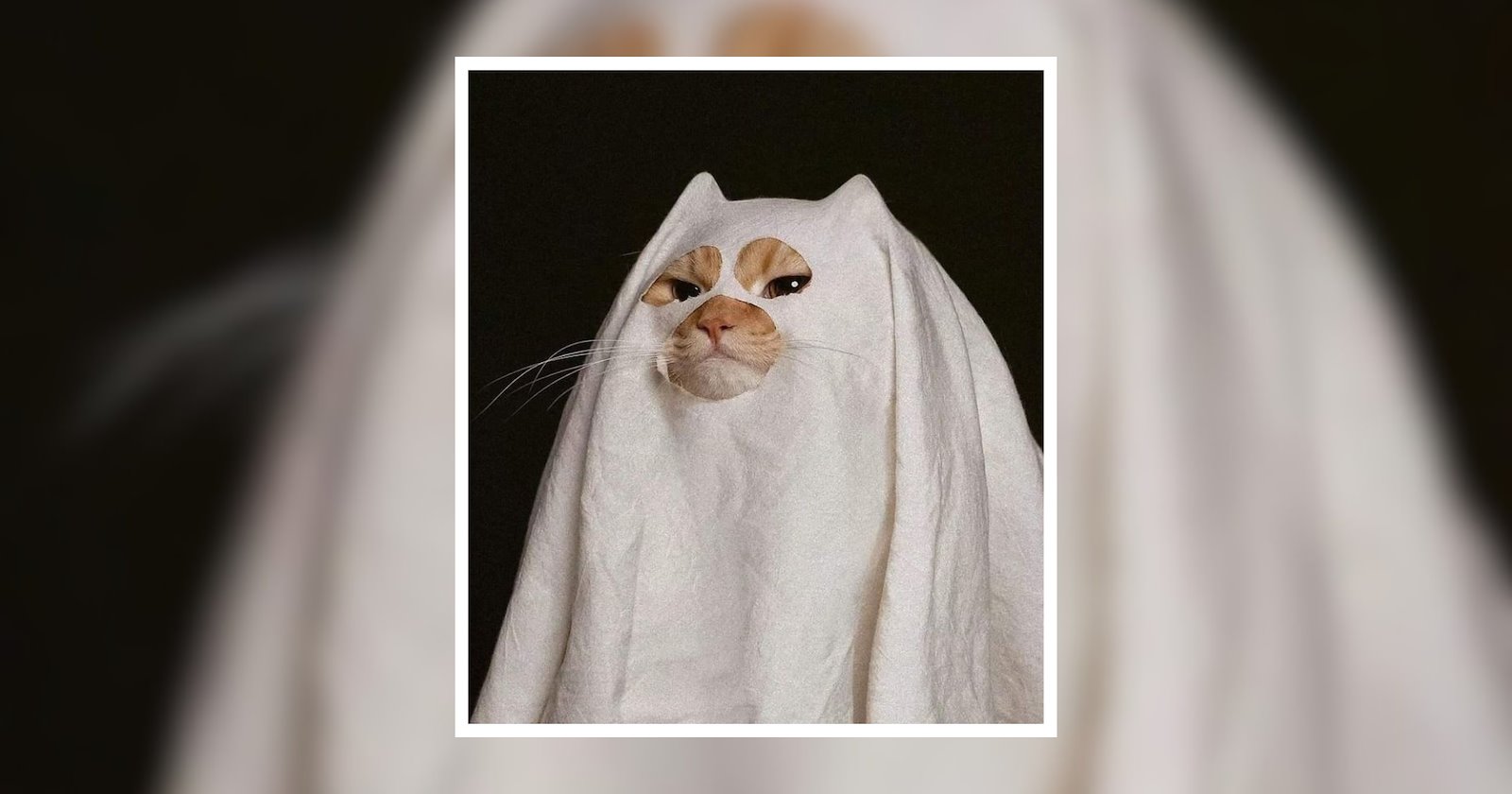 25 Spooky Cats Wearing Catastic Costumes for a Sweet Halloween Purrrty