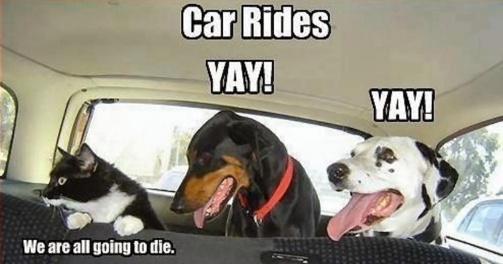 15 Cat Vs. Dog Memes To Show Who's The Boss - I Can Has Cheezburger?
