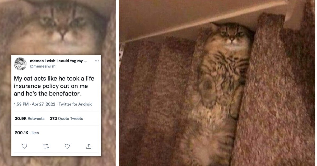 Twitter Thread Cats Just Want To Trip Their Humans And Collect That Life Insurance Mula I Can Has Cheezburger