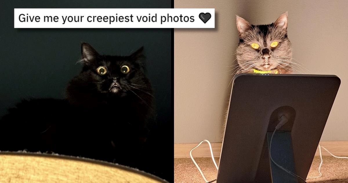 A Chaotic Collection of 47 Coal-Colored Cats Captured Creeping their Hoomans Out