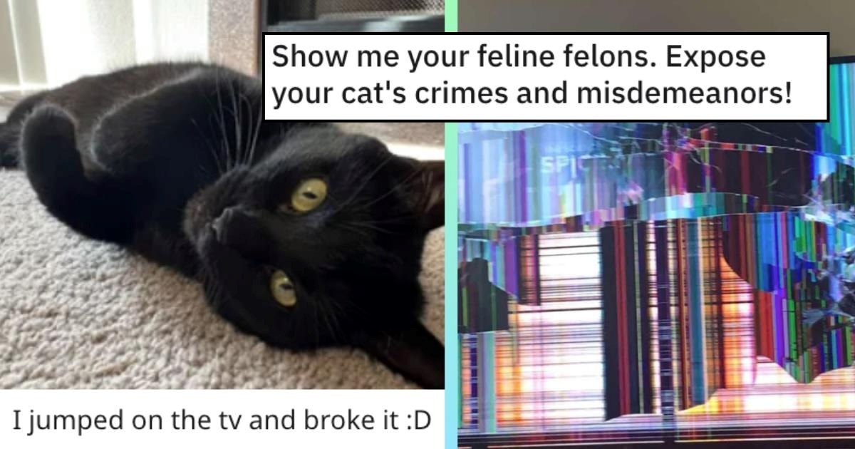 25 Feline Fanatics Expose Their Felonious Furballs Through Their Kitty's Spiciest Crimes
