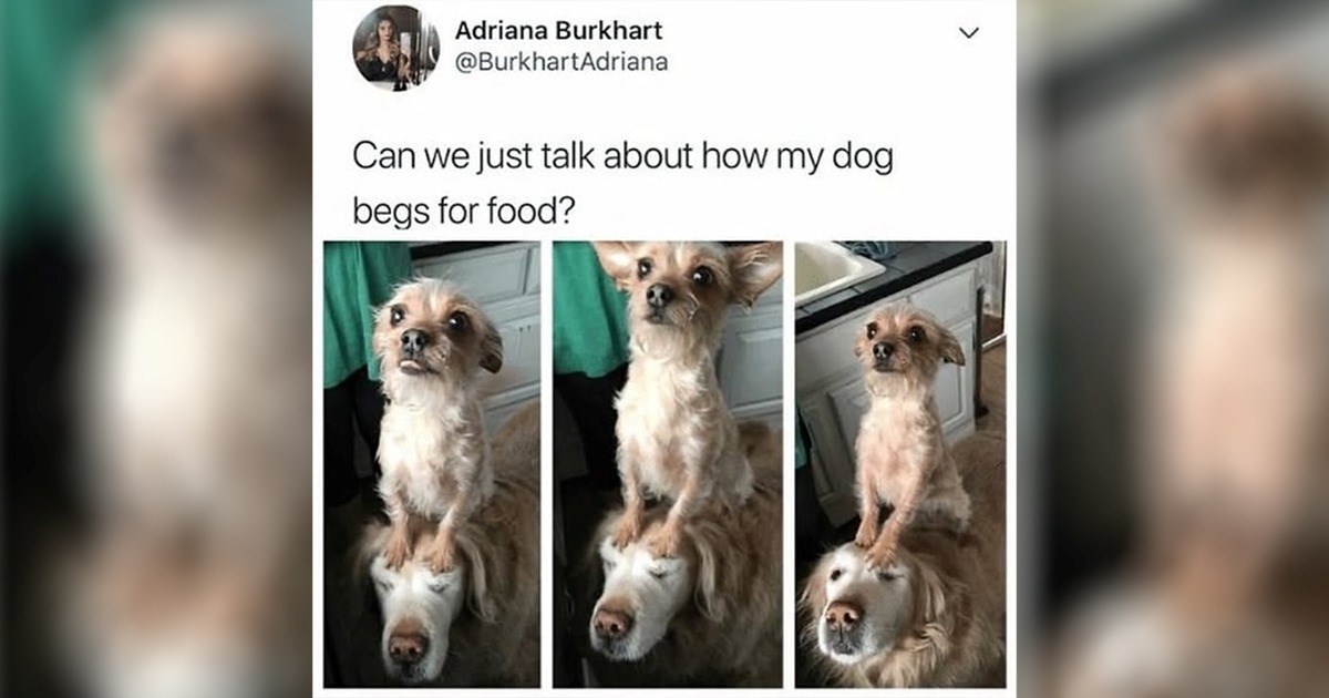 How Long Can My Dog Go Without Food: Essential Guide