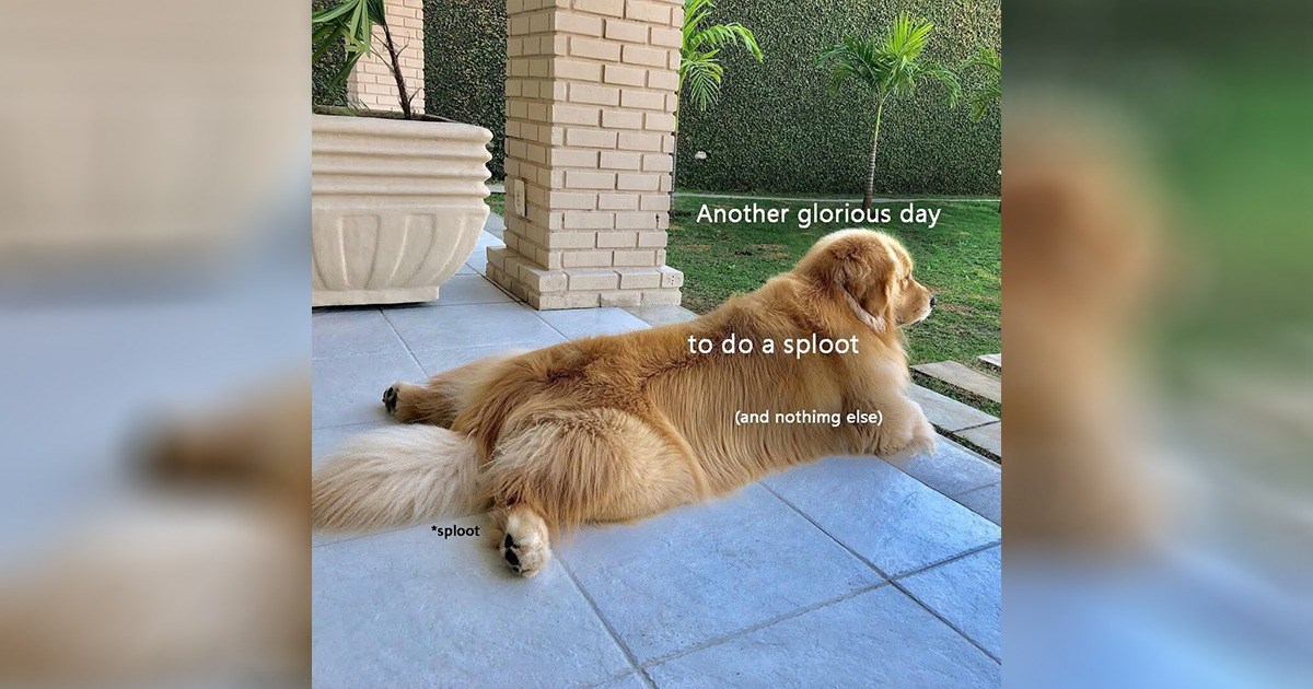 35+ Darling Dog Memes for Canine Enthusiasts (November 3, 2025)