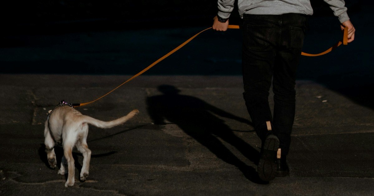28-year-old 'rents' neighbor's dog for $20/day so he doesn't look like a 'creep' coming home at 2 AM