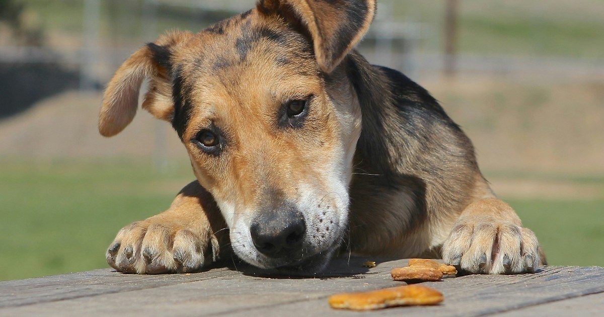 Homeowner dumps 100 dog bones onto neighbor's backyard as payback: 'Over the years I accrued quite a collection of them'