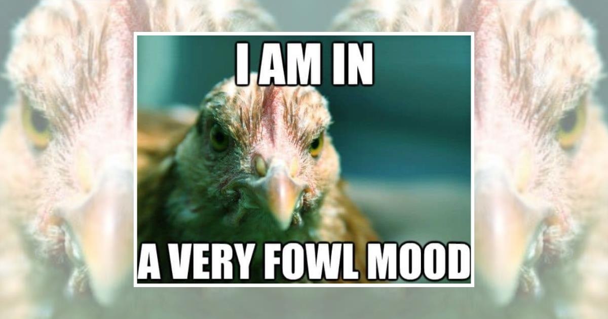 22 Eggstra Loud Chicken Memes Full of Bok Boks and Sass - Animal Comedy ...