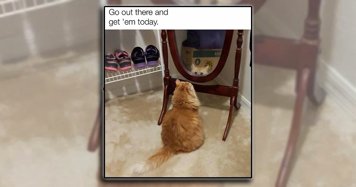 'Hang in there, you're halfway to the weekend!': 21 Midweek meows for ...