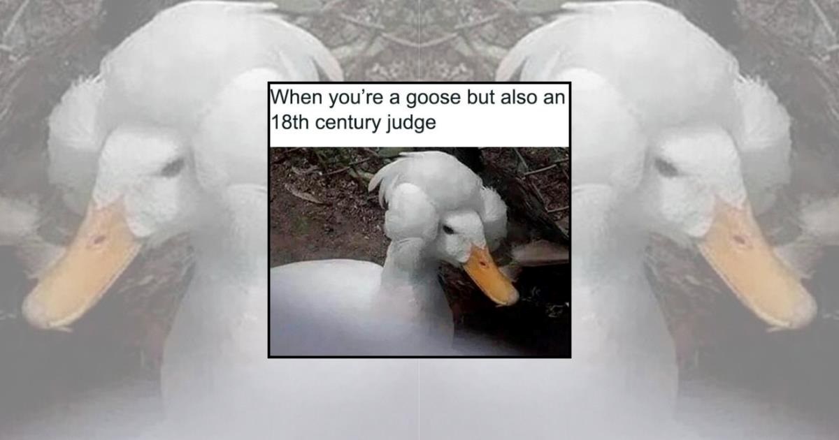 A Honk Parade of 23 Goose Memes for the Loudest Feathered Menaces on ...