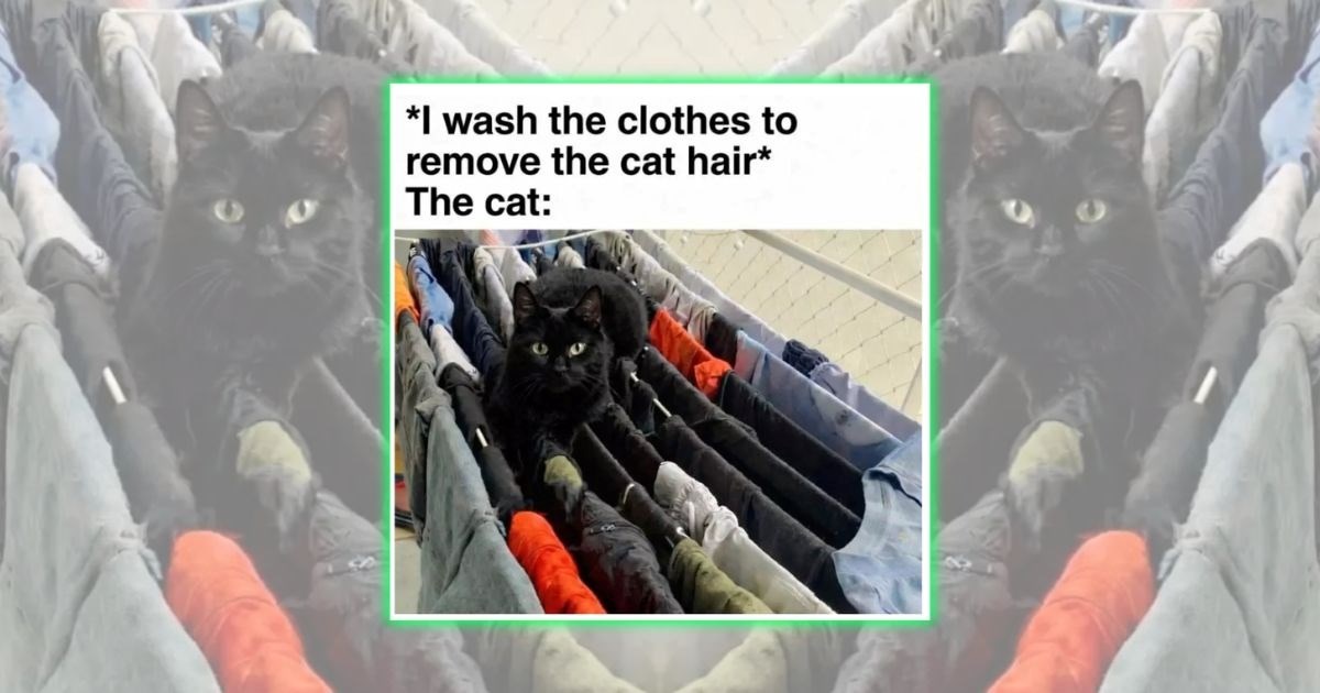 ‘You Shall Not Pass’: 21 Black Cat Memes for Fans of Tiny House Panthers