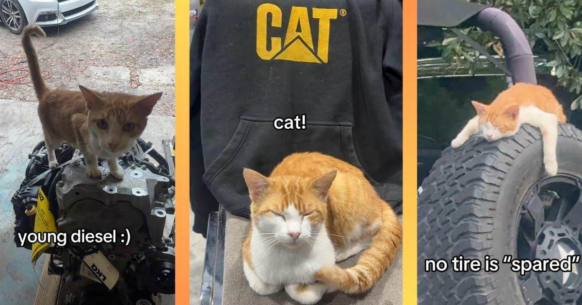 cheezburger.com - Etai Eshet - 'from stray cat to famed employee': Diesel the stray cat makes auto repair shop his home and becomes everyone's favorite car mechanic
