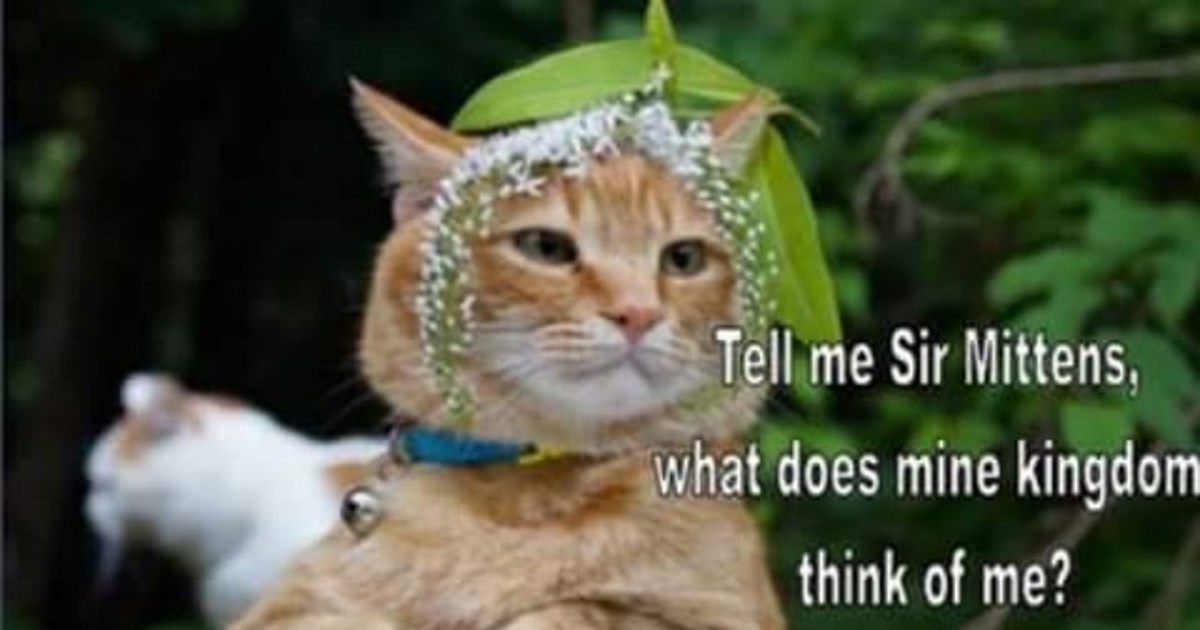 funny-cat-memes-9380393472