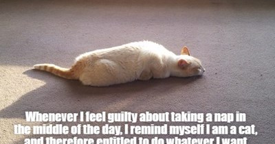 Felis Cattus Somnolentus