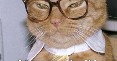 Nerdy Cat Facts For Nerdy Cats