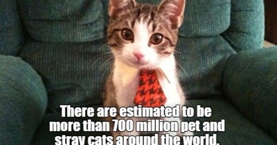 Nerdy Cat Facts For Nerdy Cats