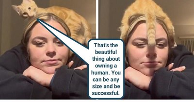 Kitten hit a home run