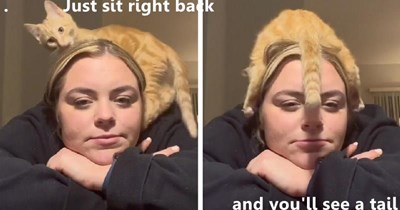 .           Just sit right back  and you'll see a tail