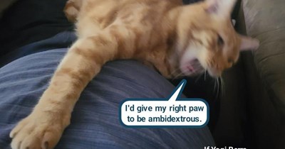 If Yogi Berra was a cat