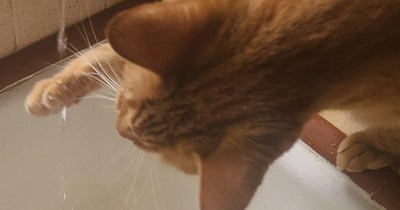 Conducting scientific eggsperiments