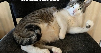 No Need For Fur to Fly