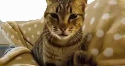 Have you hugged your cat today?