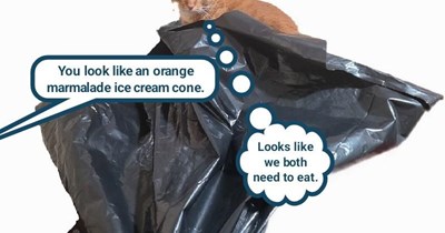 Dieting dad is hallucinating