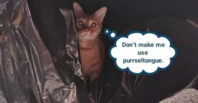 Quidditch with the aspurrsions