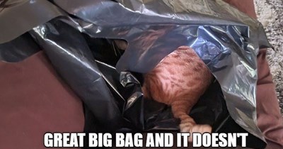 Great Big Disappointment!