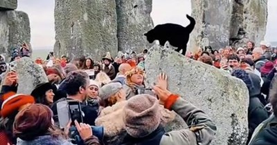 There's always a cat