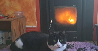 Want to hear a cat secret?