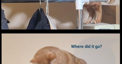 Intrepid Asplorer kitteh